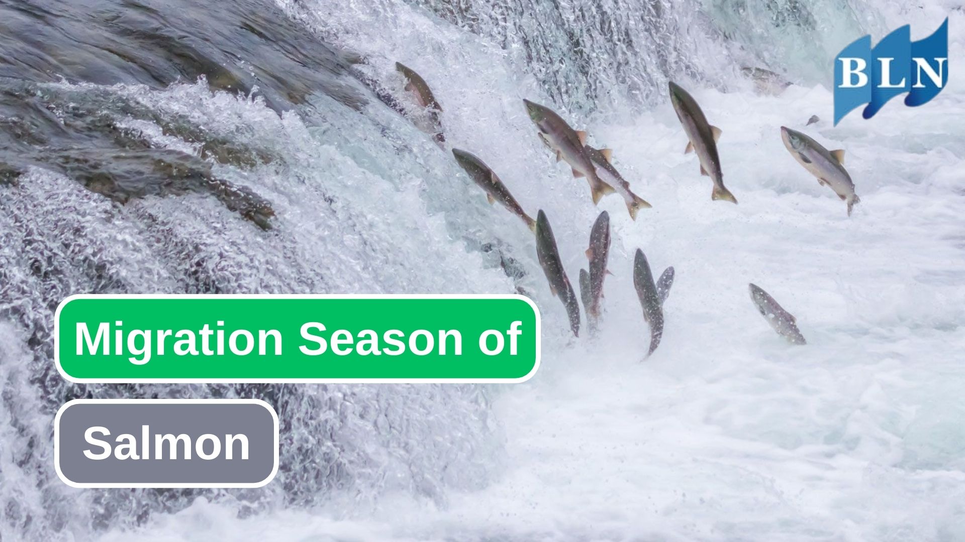 The Migration Season of Salmon